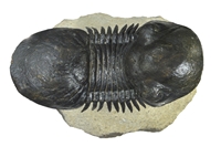 Paralejurus rehammanus
